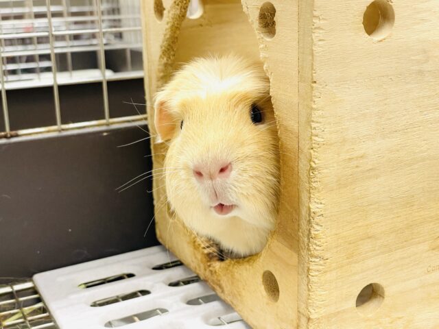 ロシアンモルモット