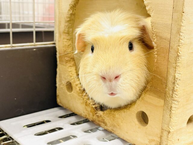 ロシアンモルモット