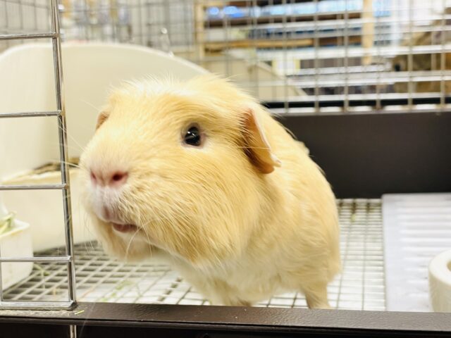 ロシアンモルモット