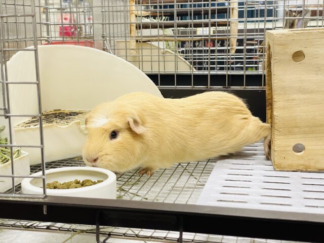 ロシアンモルモット