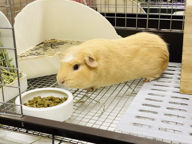 ロシアンモルモット