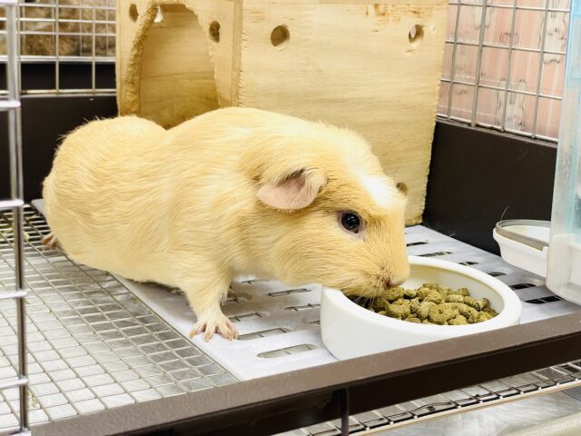 ロシアンモルモット