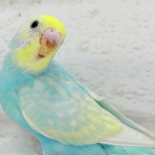 【最新画像更新🪄】しゅわしゅわ〜🫧甘〜〜いあめ玉🍬💖セキセイインコ(パステルレインボー) ヒナ