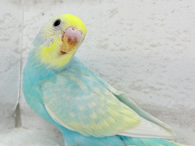 【最新画像更新🪄】しゅわしゅわ〜🫧甘〜〜いあめ玉🍬💖セキセイインコ(パステルレインボー) ヒナ