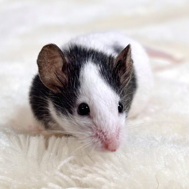 パンダマウス 男の子 🐼🐾🐁✧*。