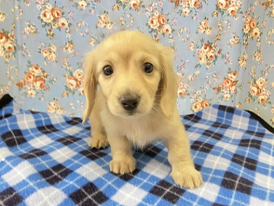 ミニチュアダックス