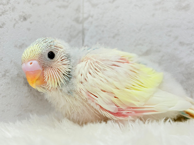 おめめきらきら✨レモネード🍋🍹セキセイインコ(パステルカラーレインボーパイド) ヒナ