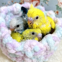 セキセイインコ梅雨前に来てくれてます〜💐✧*。