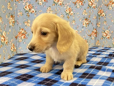 ミニチュアダックス