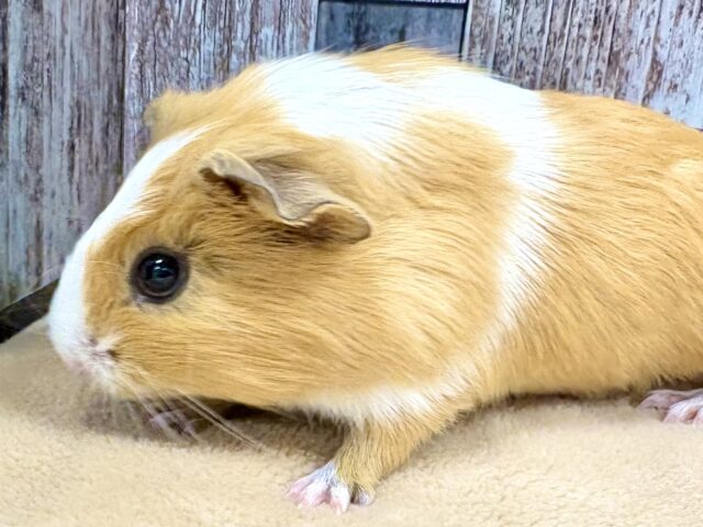 イングリッシュモルモット