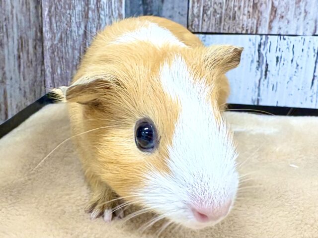イングリッシュモルモット