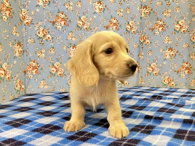 ミニチュアダックス