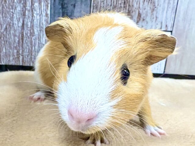 甘々な見た目💕イングリッシュモルモットちゃん❣️(女の子)