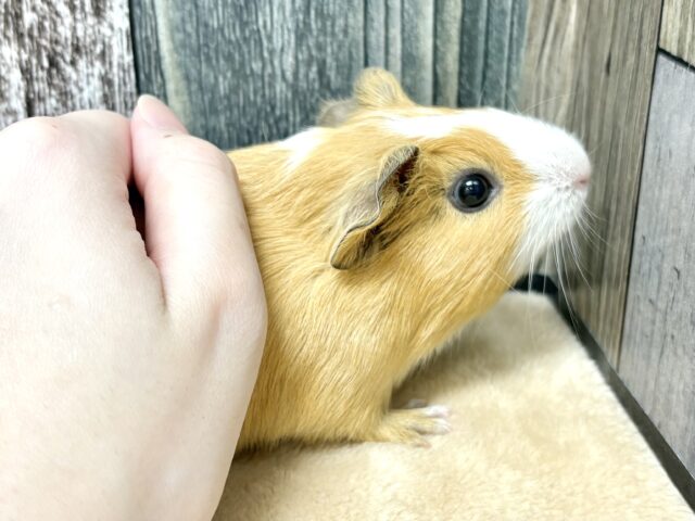 イングリッシュモルモット