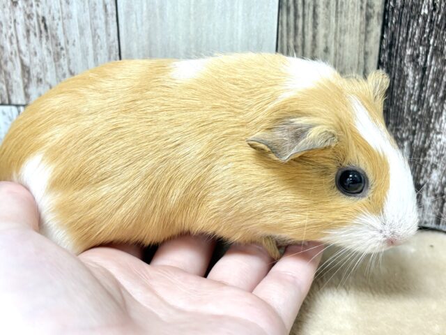 イングリッシュモルモット