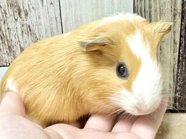 イングリッシュモルモット