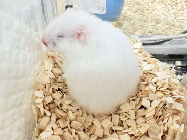 ゴールデンハムスター