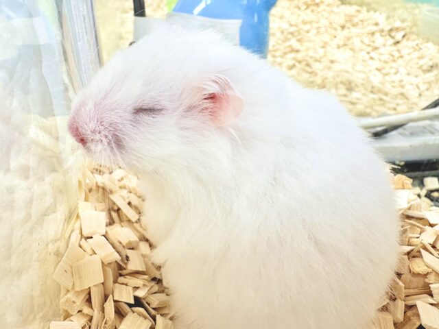 ゴールデンハムスター