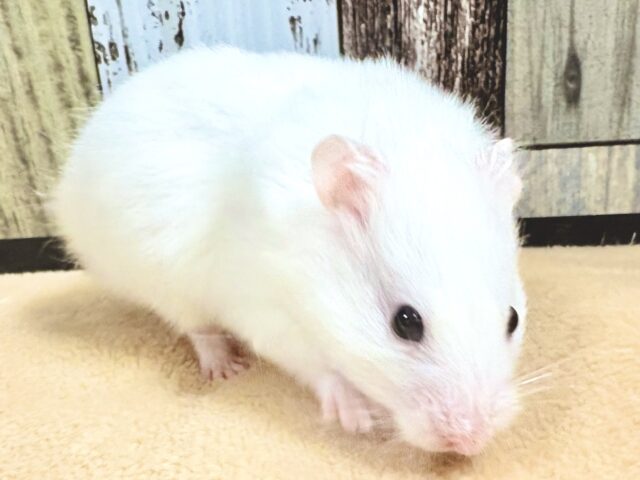 ゴールデンハムスター