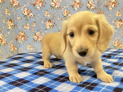 ミニチュアダックス