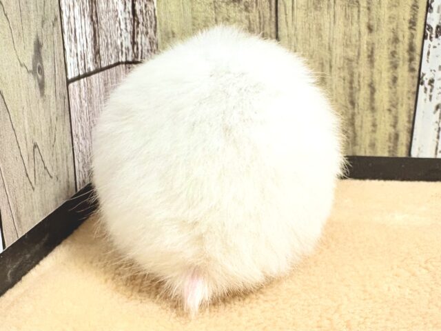 ゴールデンハムスター