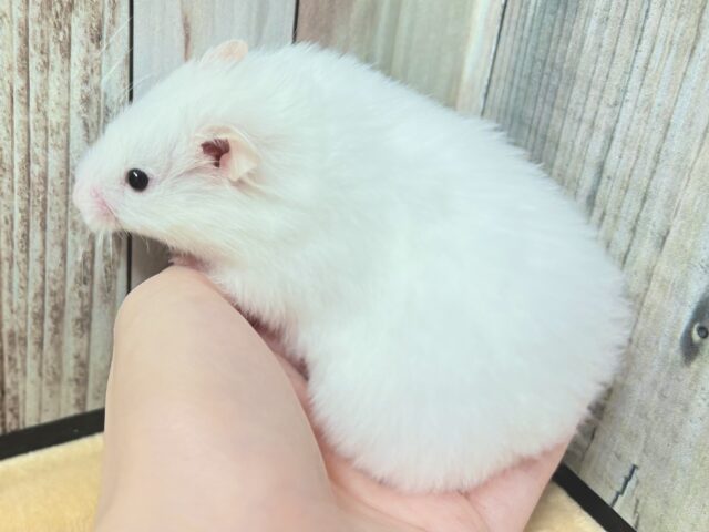 ゴールデンハムスター