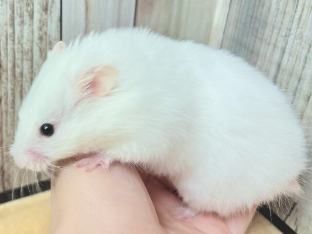 ゴールデンハムスター