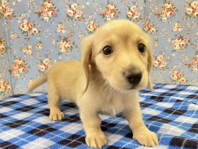 ミニチュアダックス