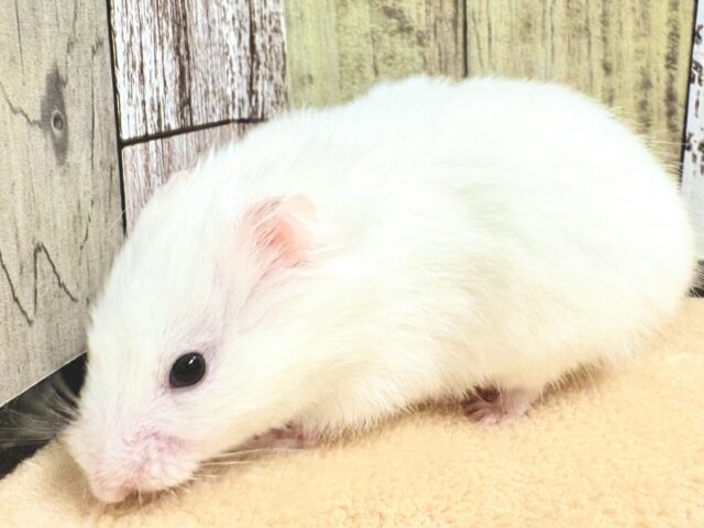 ゴールデンハムスター