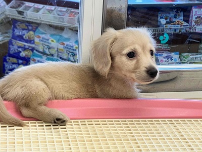 ミニチュアダックス