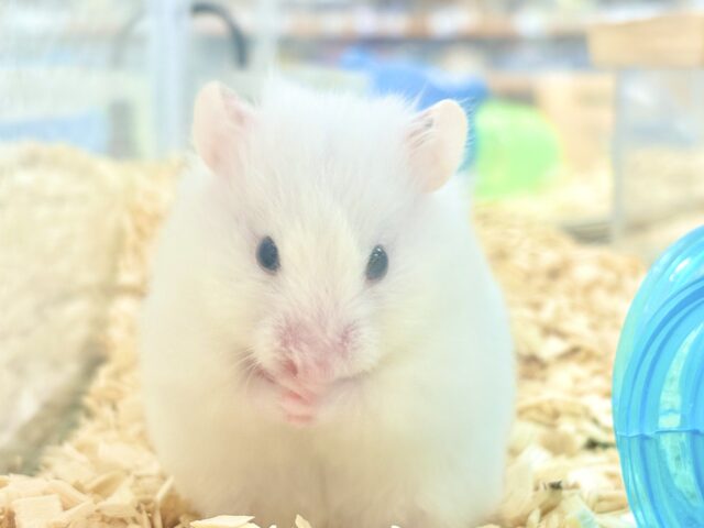 儚い可愛さ❄️⛄️まっしろしろな長毛ハムスター❣️(女の子)