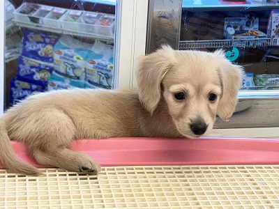 ミニチュアダックス