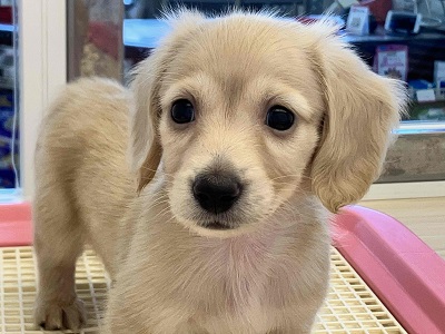 ミニチュアダックス