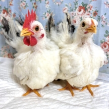 カツラチャボ  ペア  🐓🐓♥