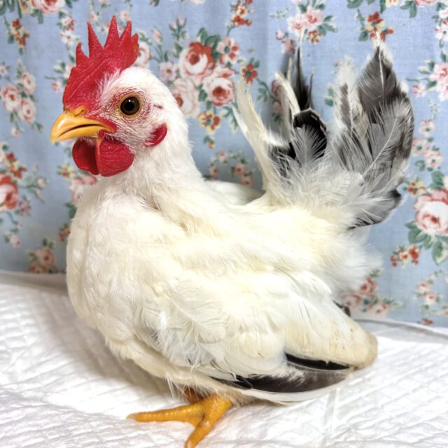 桂チャボ（カツラチャボ）