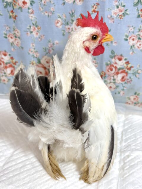 桂チャボ（カツラチャボ）