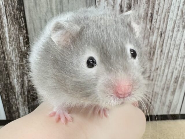 見た目も行動と全てが可愛い🚨💘セーブルハムスター‼️(女の子)
