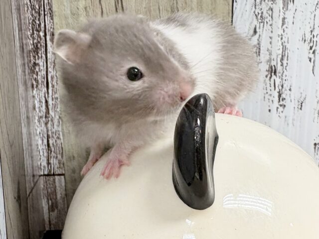 ゴールデンハムスター