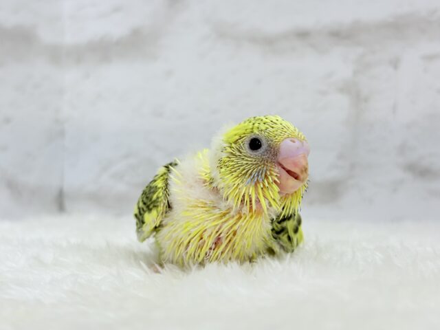 セキセイインコ