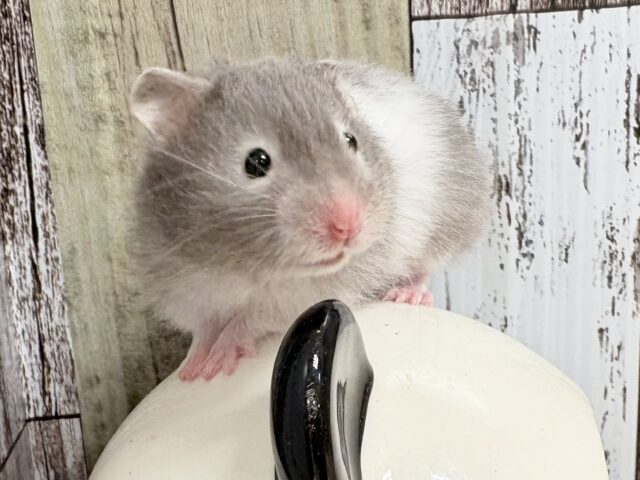 ゴールデンハムスター