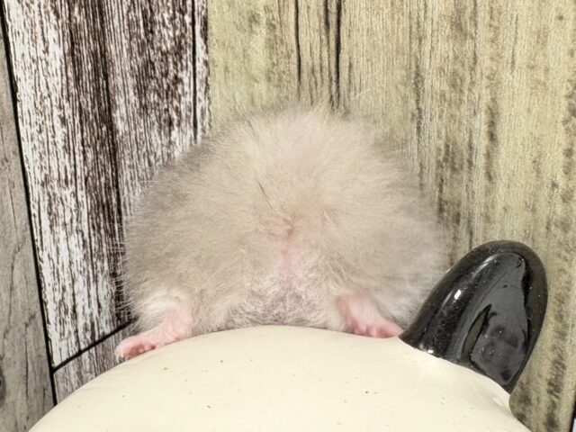 ゴールデンハムスター