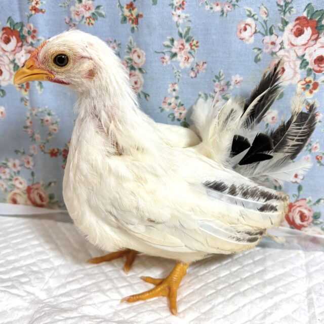 桂チャボ（カツラチャボ）