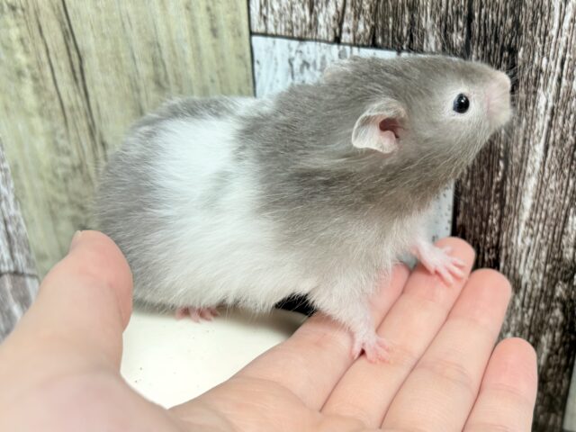 ゴールデンハムスター