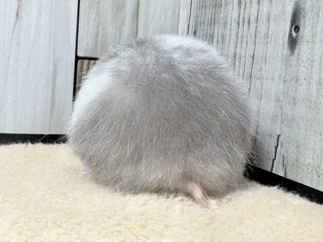 ゴールデンハムスター