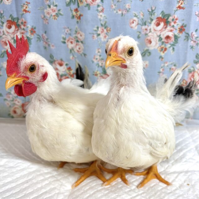 桂チャボ（カツラチャボ）