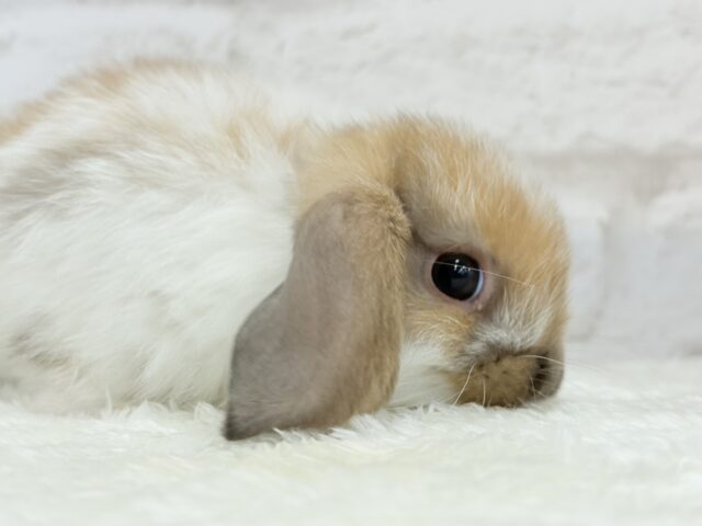 ホーランドロップ