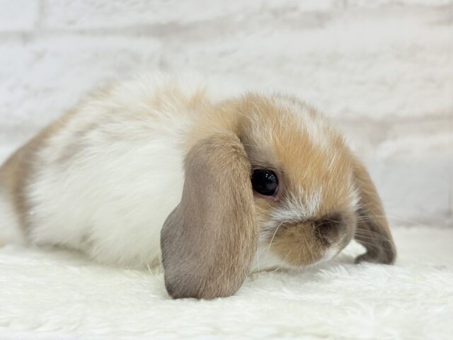 ホーランドロップ