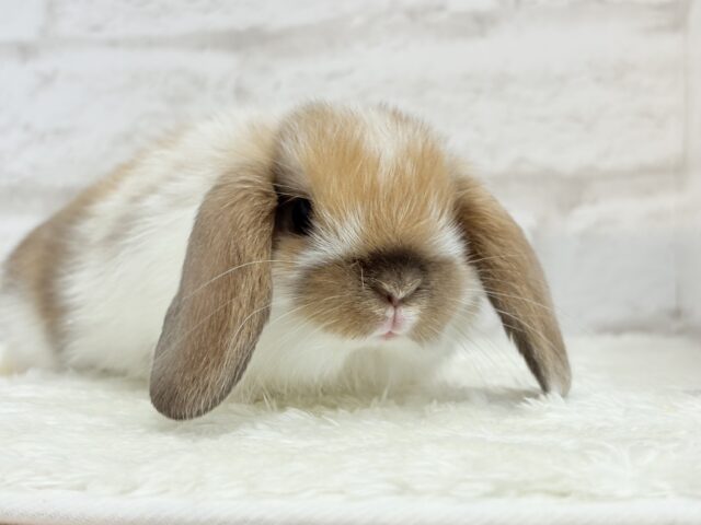 ホーランドロップ