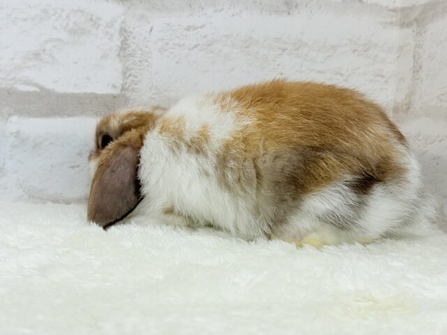 ホーランドロップ