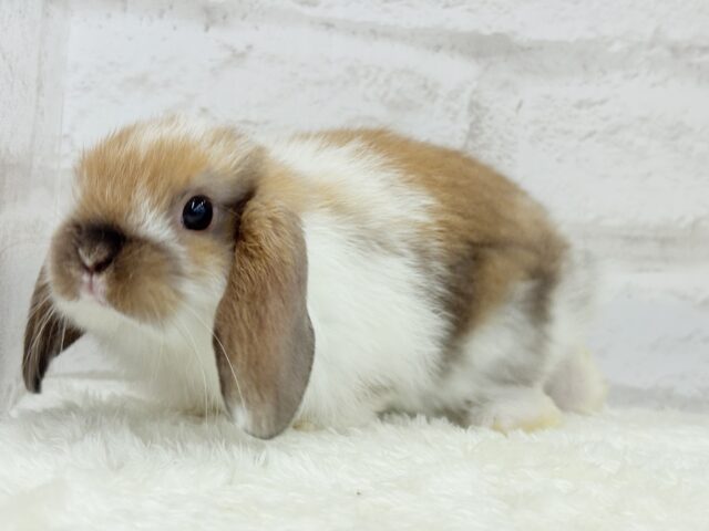 ホーランドロップ